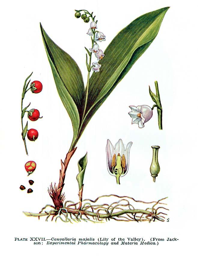 muguet