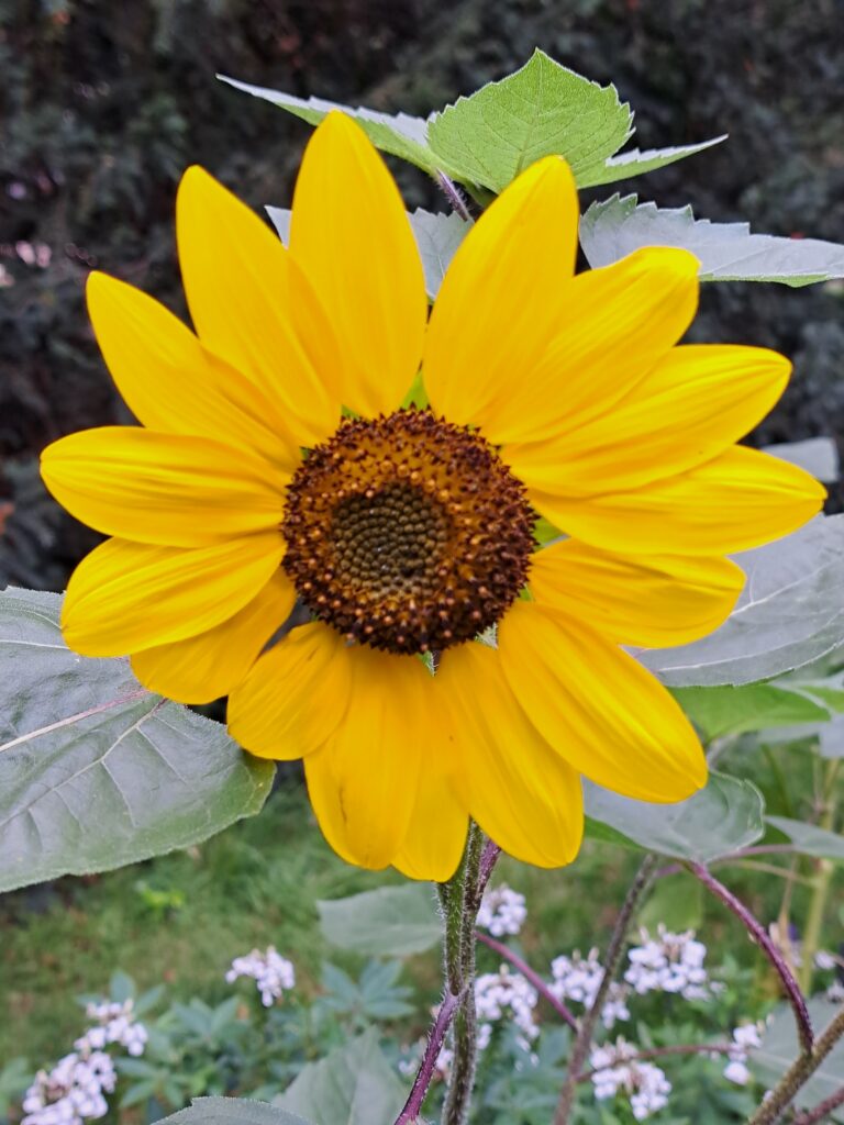 tournesol
