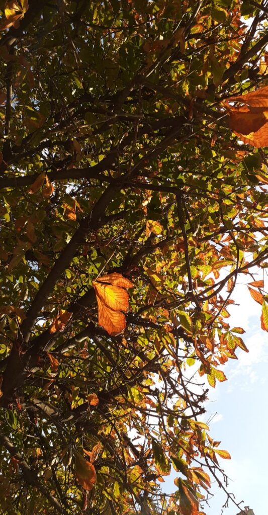 automne