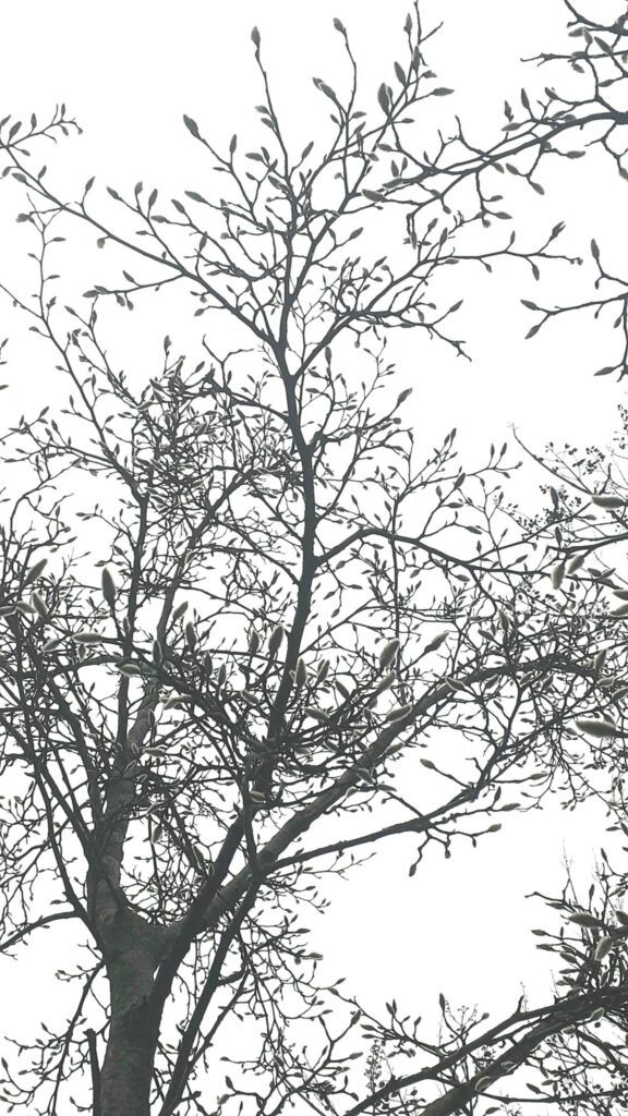 image article