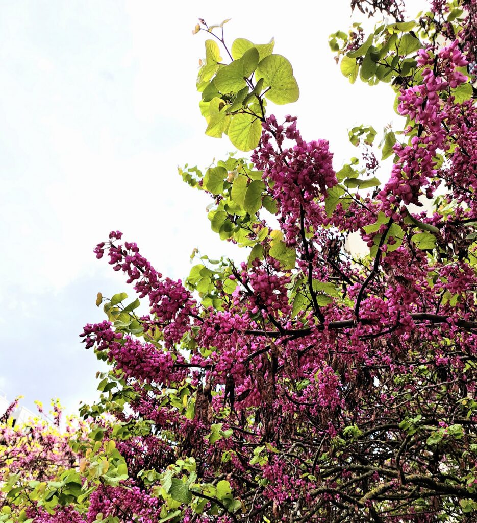mai 2