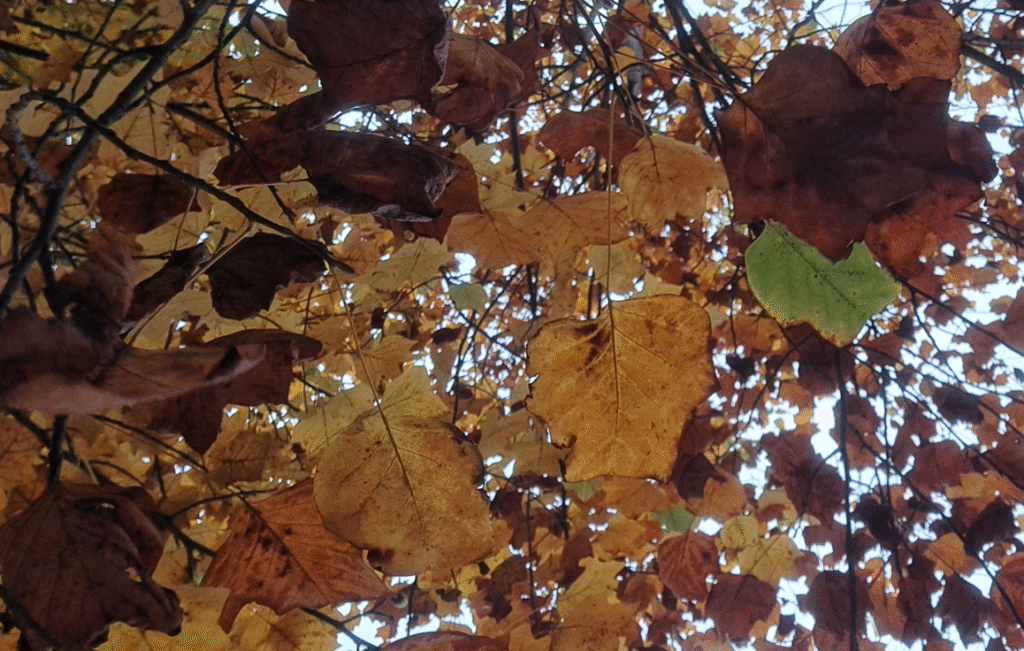 novembre 2